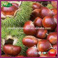 2015 New Organic Chinese Fresh Raw Best Halal Chestnut - Raw Material of Roasted Peeled Chestnuts - for Sale